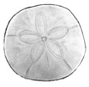 18SANDSAND_DOLLARS.jpg