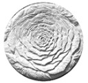 CD62roseblossomS.jpg