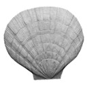 CD91SHELLS.jpg