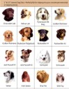 DogDecalLSS.jpg