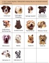 DogDecalsSWS.jpg