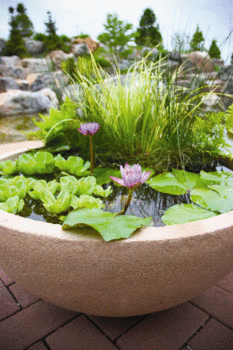 Aqua Bowl