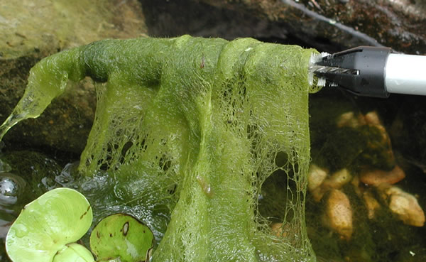 Stringy Algae