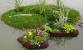 garden_pic.jpg