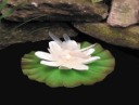 Floating Lily Light with Dragonfly