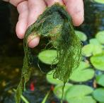 stringalgae.jpg